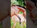 Lovingnature