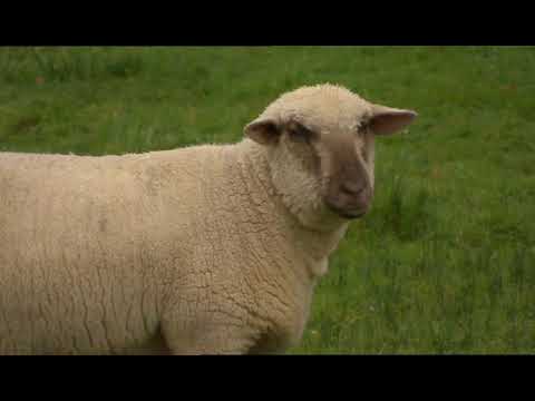 River Cottage - Kapa, kasza, fakanál S01E19