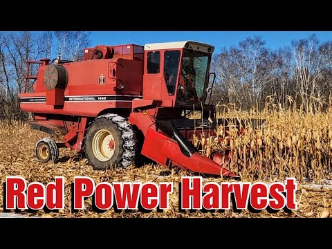 Maisernte auf unserem Milchviehbetrieb mit einem International 1440 Mähdrescher