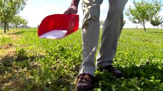 Fertilizing Your Established Fruit Trees