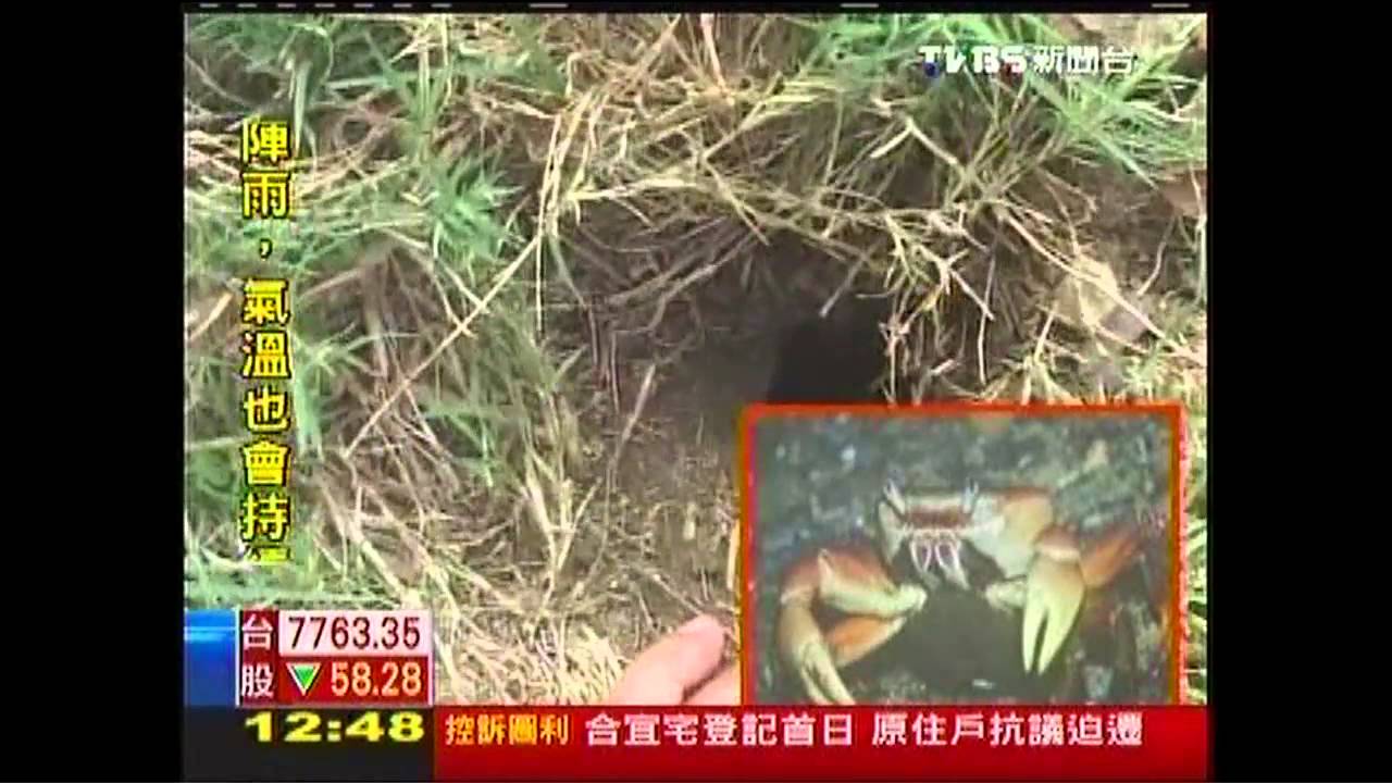陸蟹搞鬼？愛河畔亂挖洞　恐傷忙回填
