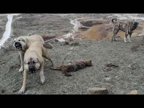 , title : 'Livestock Guardian Dog - Characteristics & Advices (part1)'