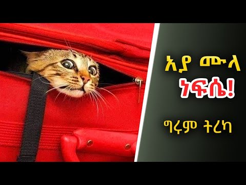 Girum Tereka - ግሩም ትረካ - ያልተሰሙ የሙላ ናስሩዲን ታሪኮች - በግሩም ተበጀ  @GirumTereka