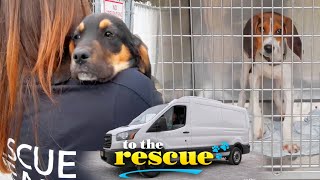 How do rescue dogs get ready for transport to a shelter across the country? | To The Rescue