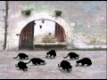 7 Cats