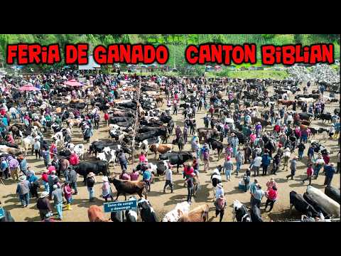 FERIA  DE GANADO  BIBLIAN  PROVINCIA DE CAÑAR  AQUI TIENEN  LO MEJOR DEL CANTON