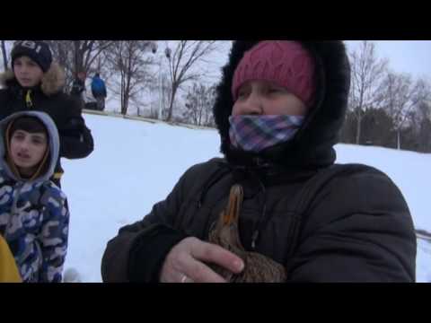 17.01.2017 / Știre Etv - PĂSĂRI SALVATE DIN GER!