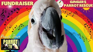 Birbie Toybox Tunes | Playful Cartoony Happy Bird Music | Parrot TV for Your Bird Room🤹