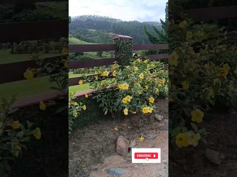 Alamandas amarelas! Alto Cutias, Lontras -SC