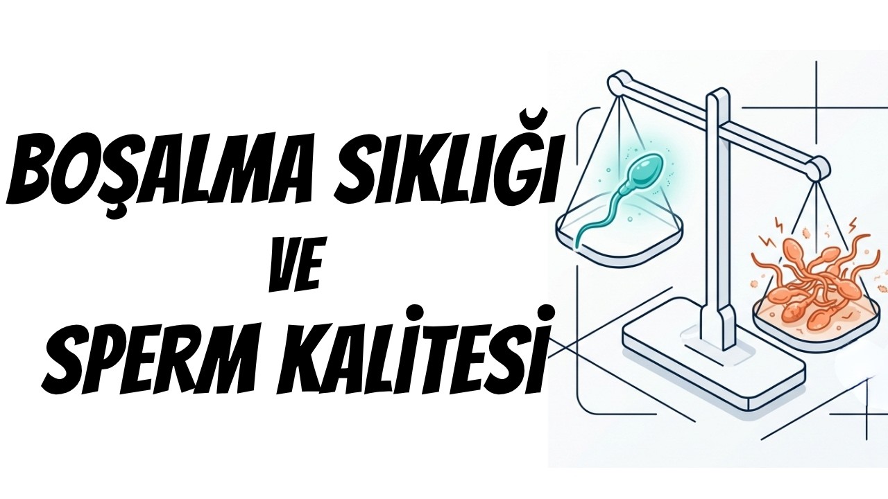Yeni Bilgiler / Boşalma Sıklığı ve Sperm Kalitesi