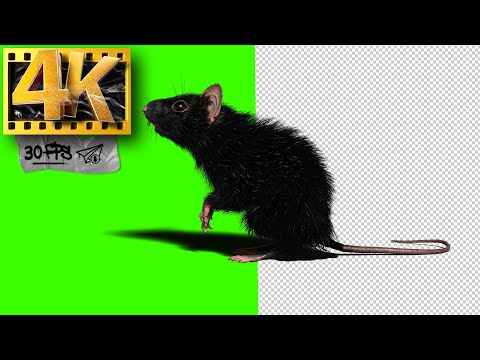 Green Screen Rat (part 2) | Mouse Walking - Footage 4K