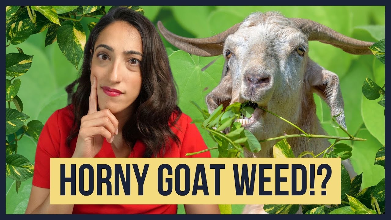 Is Horny Goat Weed Really Nature's Viagra for Rock-hard Erections? Urologist Explains