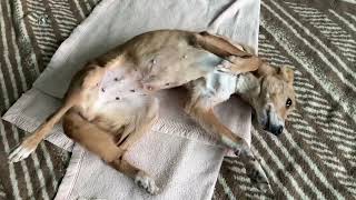 Download lagu Good Morning from the Girl with the Bullets in her Body! - Takis Shelter mp3