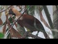Lesser Bird-of-Paradise, Bronx Zoo, New York