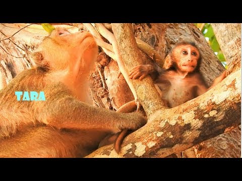 Part2, This real act of Bellona before her passed away, Bellona cry so scare, Tara not let she go.