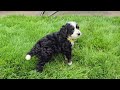 Mini Bernedoodle dogs for sale: Lenny - Video 1
