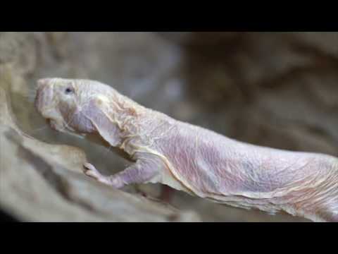 Let's Get Naked with the Naked Mole-rat
