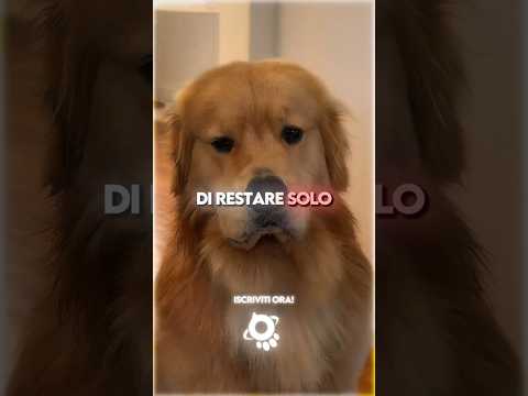 🥹💔 Le 3 Paure Nascoste del Tuo Cane
