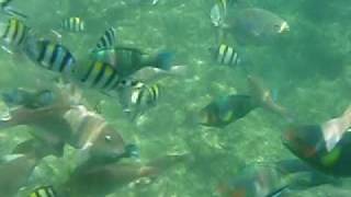 preview picture of video 'Snorkelling Fish Philippines Binokbuk Anilao Olympus Stylus'