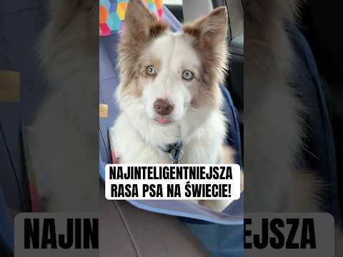 The most intelligent dog breed in the world! #doglover #bordercollie #dog #dog