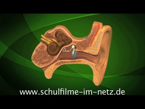 Schmerzen im Halsbereich der Wirbelsäule Rückenschmerzen Hals und Schulter mit