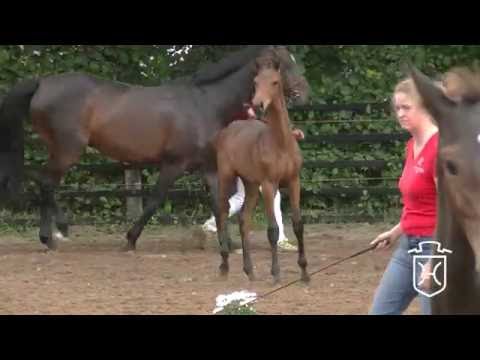 Holsteiner Fohlenchampionat - Ostholstein 2016 - Hengstring