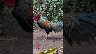 Download lagu Keindahan suara dan rupa ayam hutan hijau mp3