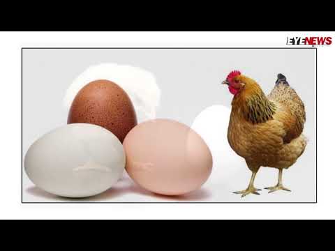 ডিম আগে না মুরগি আগে, এবার মিলল সমাধান
