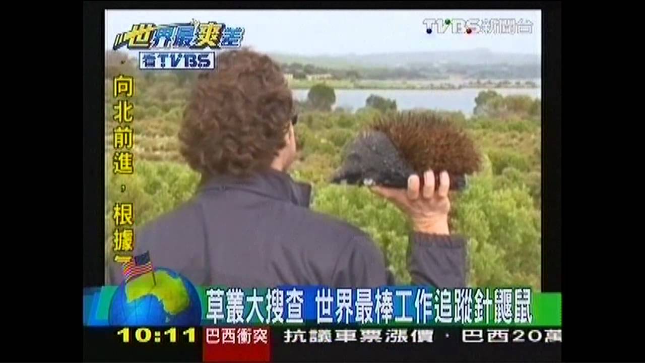 草叢大搜查 世界最棒工作追蹤針鼴鼠