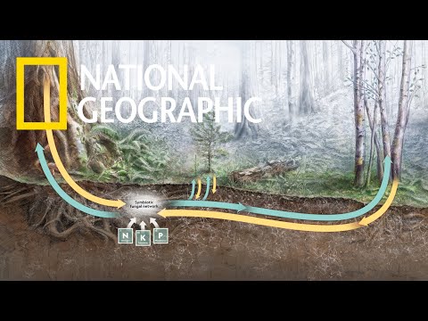 解碼自然：讓「樹木」哈拉的地下網路系統《國家地理》雜誌 (解碼自然：讓「樹木」聊天的地下網路系統《國家地理》雜誌)