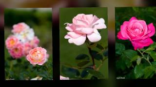 I see you everywhere