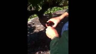 preview picture of video 'Slow harvest of Merenzao in Ponte da Boga, Ribeira Sacra,'