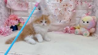 ミヌエットの動画01