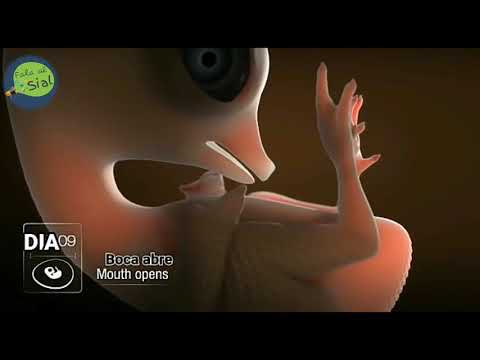 🔴 Formação do pintinho dentro do ovo até o nascimento, incrível. 😱