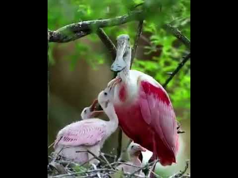 A Family of Roseate Spoonbills in the nest roseatespoonbill chicks