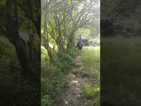 Cabayo pinto americano el patron