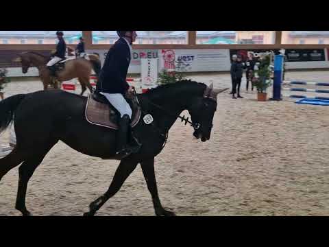 Leofly 5 year old mare by Leovisto for Sale