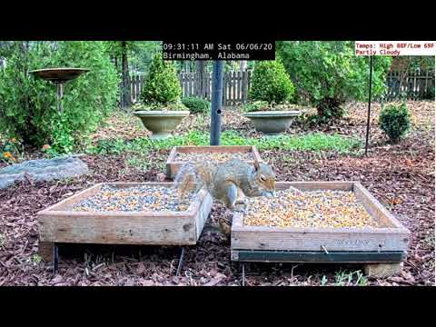 Live Bird and Ground Cam Alabama   chipmunk revenge