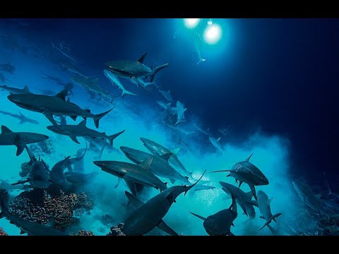 Gombessa IV - Genesis