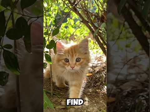 This plant is real life mandrake plant from Harry Potter😮