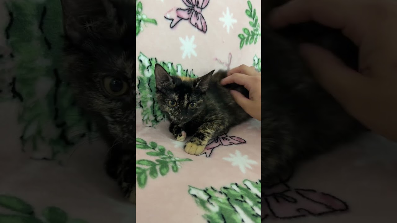 Enlarge Sonia, an adopted Domestic Short Hair in Greenburgh, NY video 4/4