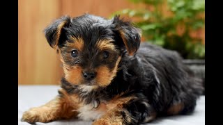 Video preview image #1 Yorkshire Terrier Puppy For Sale in LOGANTON, PA, USA