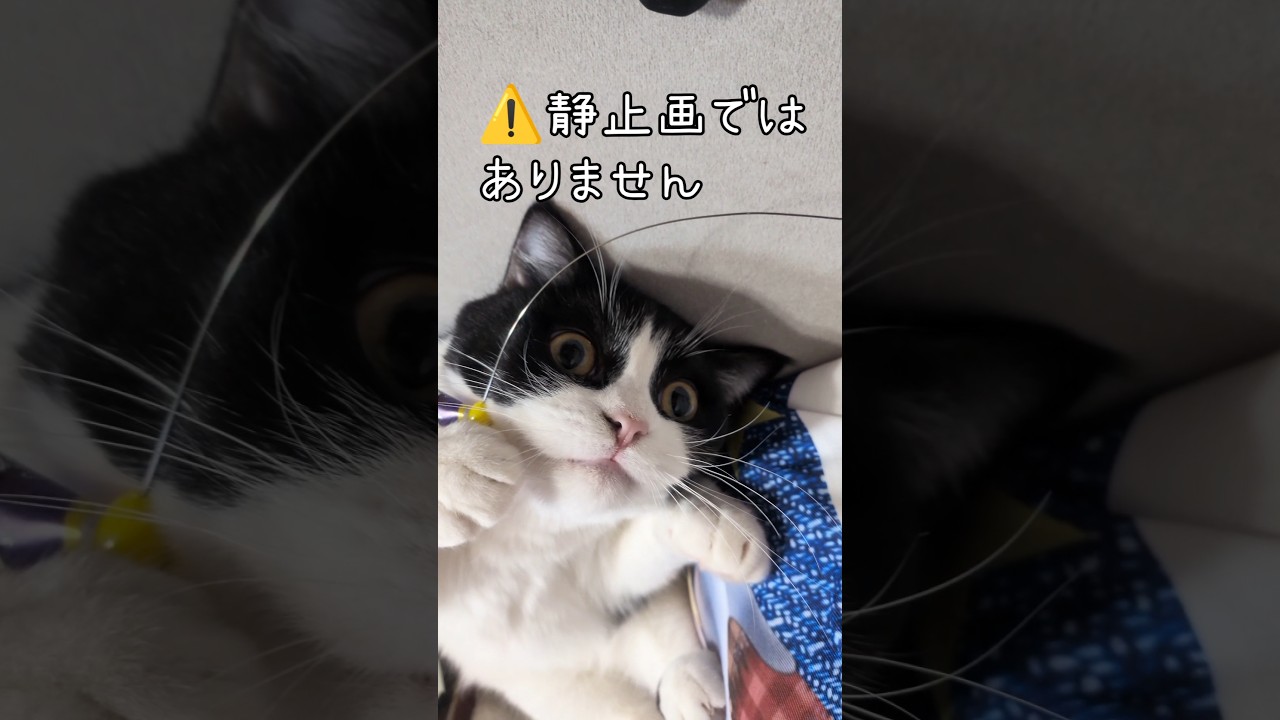 静止画ではありません