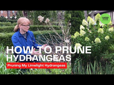 How To Prune Your Limelight Hydrangeas
