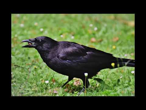 Dječje pjesmice / recitacije - VRANA