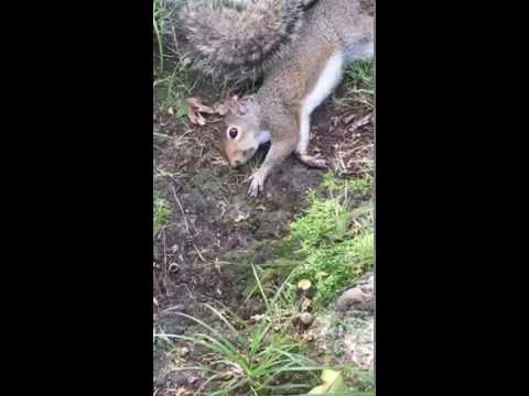 Squirrel gets stoned on mushrooms