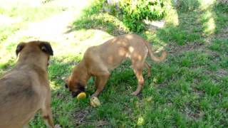 SENA, MADRE CORAJE MAS DE 1 AÑO ESPERANDO EN UNA JAULA...ARCA SEVILLA