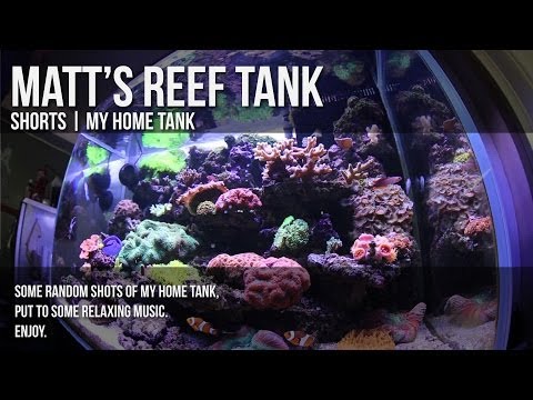 Matt's Reef Tank | SHORTS | The Home Tank