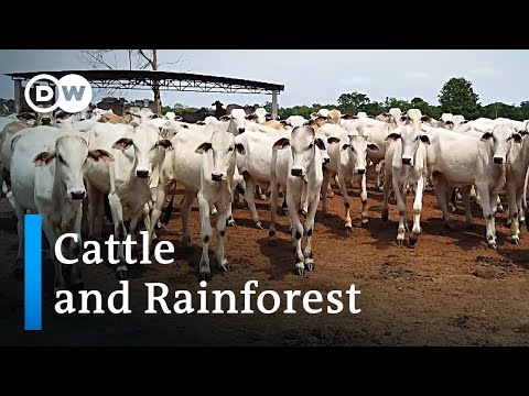 Brazil: Appetite for beef eats into rainforest | Global Ideas