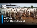 Brazil Appetite For Beef Eats Into Rainforest Global Ideas